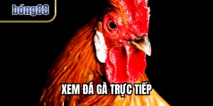 Xem Đá Gà Trực Tiếp Miễn Phí - Kịch Tính Mỗi Ngày Tại BONG88