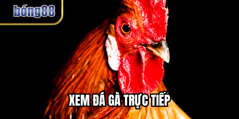 Xem Đá Gà Trực Tiếp Miễn Phí - Kịch Tính Mỗi Ngày Tại BONG88