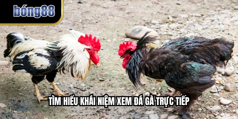 Tìm hiểu khái niệm xem đá gà trực tiếp