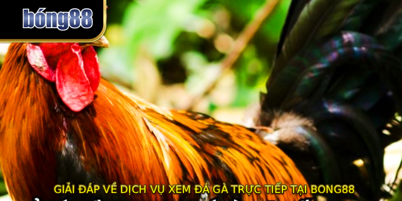 Giải đáp về dịch vụ xem đá gà trực tiếp tại BONG88