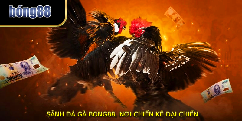 Sảnh đá gà bong88, nơi chiến kê đại chiến
